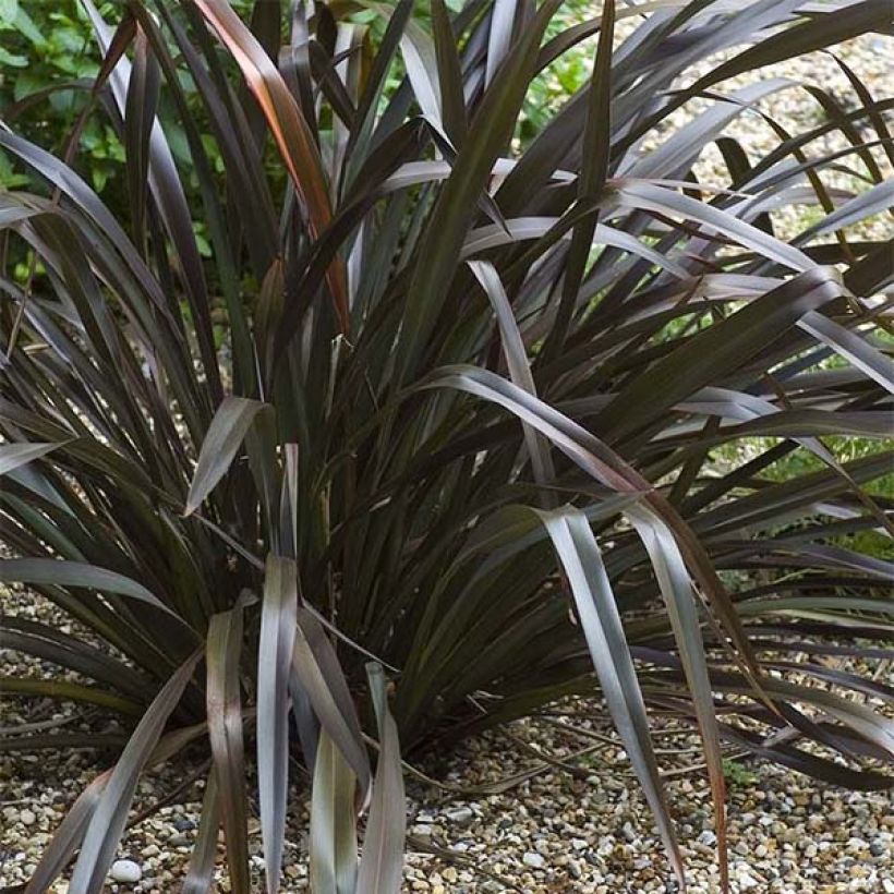 Phormium cookianum Black adder - Lino de Nueva Zelanda (Porte)