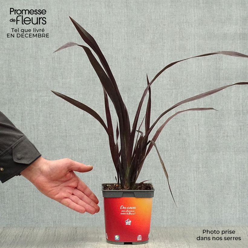 Phormium cookianum Black adder - Lino de Nueva Zelanda Maceta 2L/3L Ejemplar entregado en invierno