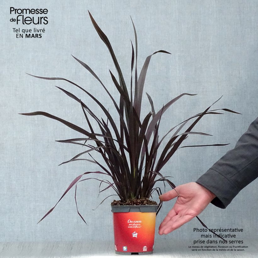 Phormium cookianum Black adder - Lino de Nueva Zelanda Maceta 2L/3L Ejemplar entregado en la primavera