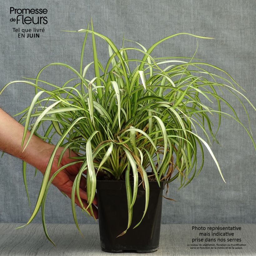 Ejemplar de Phormium cookianum Blondie - Lino de Nueva Zelanda Maceta 4L/5L entregado en verano