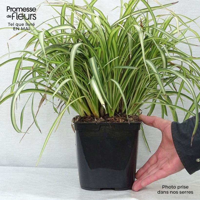 Phormium cookianum Blondie - Lino de Nueva Zelanda Maceta 4L/5L Ejemplar entregado en la primavera