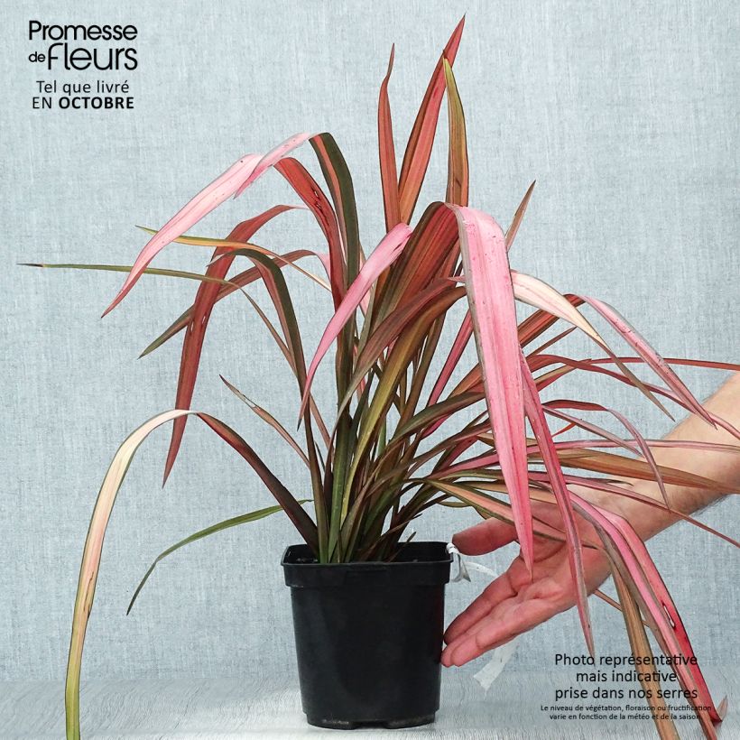 Ejemplar de Phormium cookianum Maori Maiden - Lino de Nueva Zelanda Maceta 3L/4L entregado en otoño