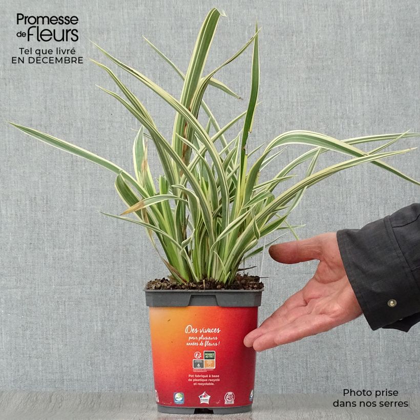 Phormium cookianum subsp. hookeri Tricolor - Lino de Nueva Zelanda Maceta 1,5L/2L Ejemplar entregado en invierno