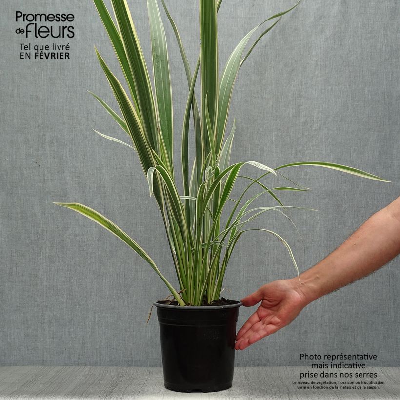 Ejemplar de Phormium cookianum subsp. hookeri Tricolor - Lino de Nueva Zelanda Maceta 3L/4L entregado en otoño