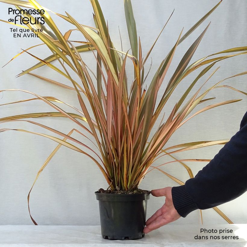 Phormium tenax Evening Glow - Lino de Nueva Zelanda Maceta 2L/3L Ejemplar entregado en la primavera