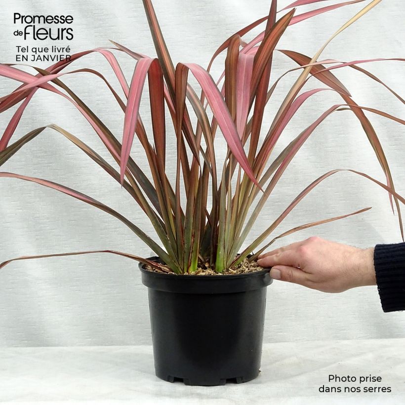 Phormium tenax Evening Glow - Lino de Nueva Zelanda Maceta 4L/5L Ejemplar entregado en invierno