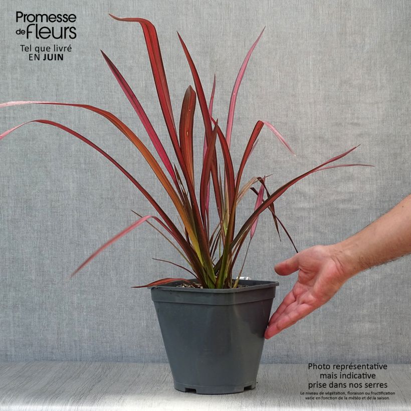 Ejemplar de Phormium tenax Evening Glow - Lino de Nueva Zelanda Maceta 4L/5L entregado en verano