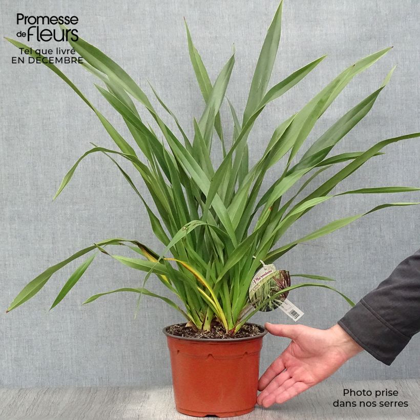 Phormium tenax - Lino de Nueva Zelanda Maceta 2L/3L Ejemplar entregado en invierno