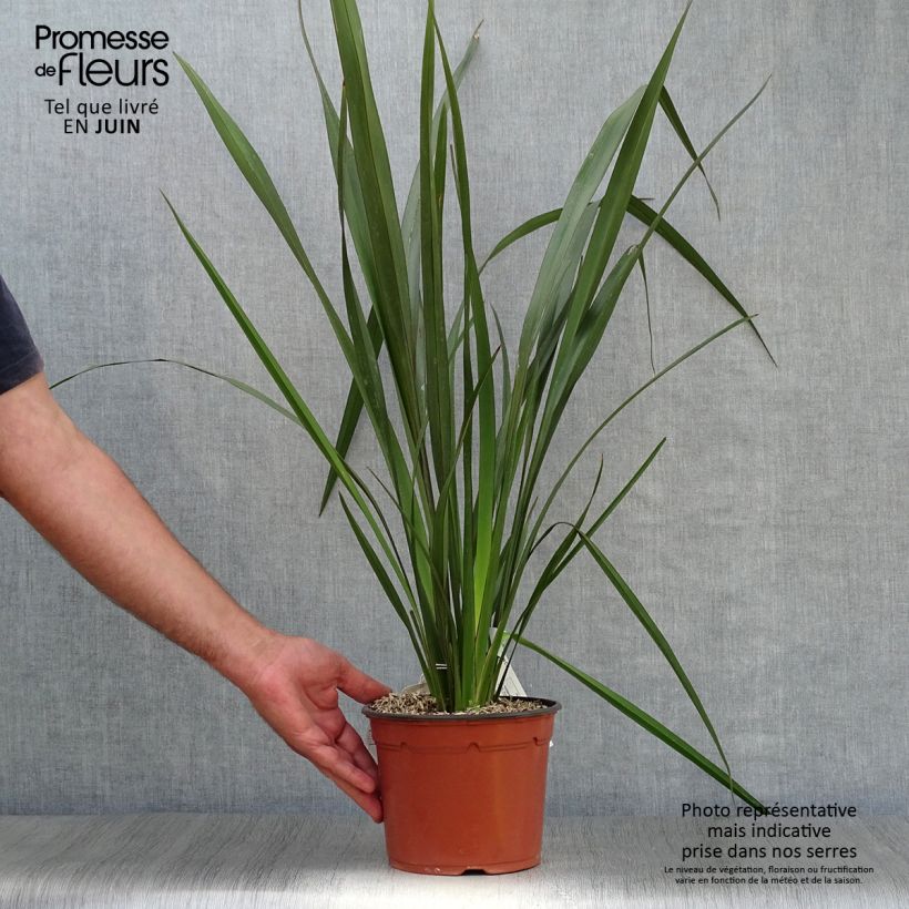 Ejemplar de Phormium tenax - Lino de Nueva Zelanda Maceta 2L/3L entregado en verano