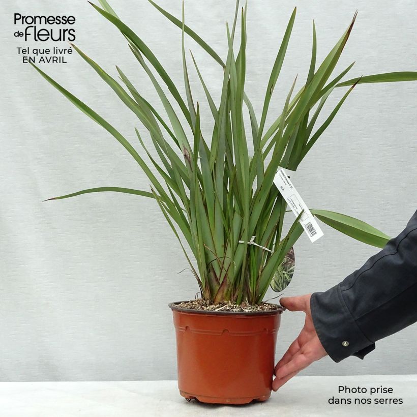 Phormium tenax - Lino de Nueva Zelanda Maceta 2L/3L Ejemplar entregado en la primavera
