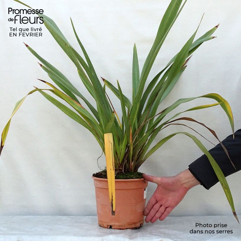 Phormium tenax - Lino de Nueva Zelanda Maceta 4L/5L Ejemplar entregado en invierno