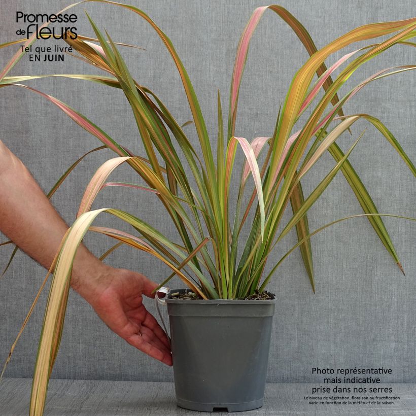 Ejemplar de Phormium tenax - Lino de Nueva Zelanda Maceta 4L/5L entregado en verano