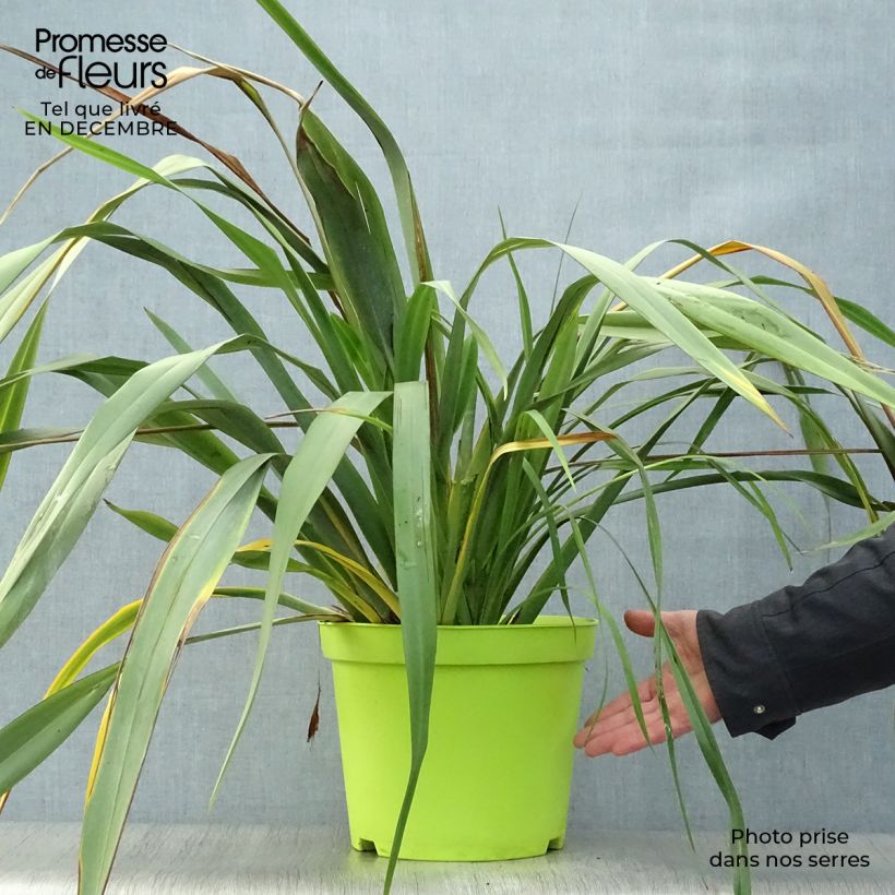 Phormium tenax - Lino de Nueva Zelanda Maceta 7,5L/10L Ejemplar entregado en invierno