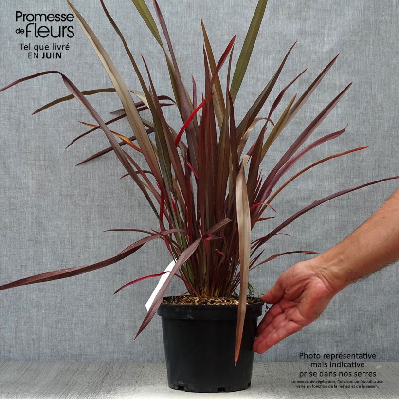 Ejemplar de Phormium tenax Purpureum - Lino de Nueva Zelanda Maceta 2L/3L entregado en verano