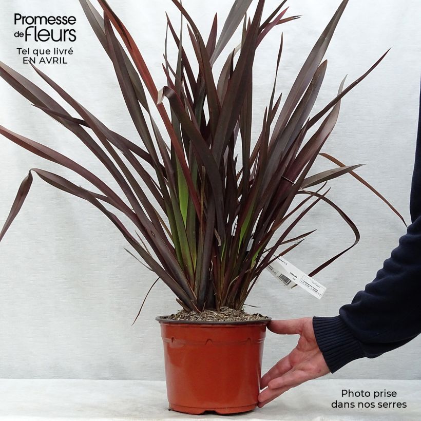 Phormium tenax Purpureum - Lino de Nueva Zelanda Maceta 2L/3L Ejemplar entregado en la primavera