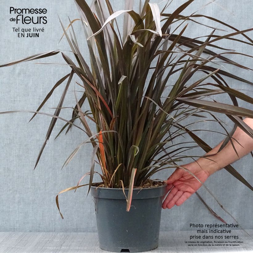 Ejemplar de Phormium tenax Purpureum - Lino de Nueva Zelanda Maceta 7,5L/10L entregado en verano