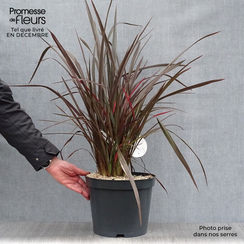 Phormium tenax Purpureum - Lino de Nueva Zelanda Maceta 7,5L/10L Ejemplar entregado en invierno