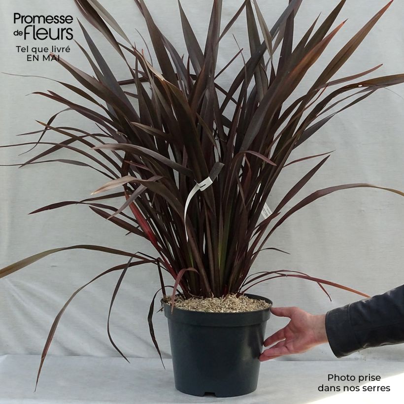 Phormium tenax Purpureum - Lino de Nueva Zelanda Maceta 7,5L/10L Ejemplar entregado en la primavera