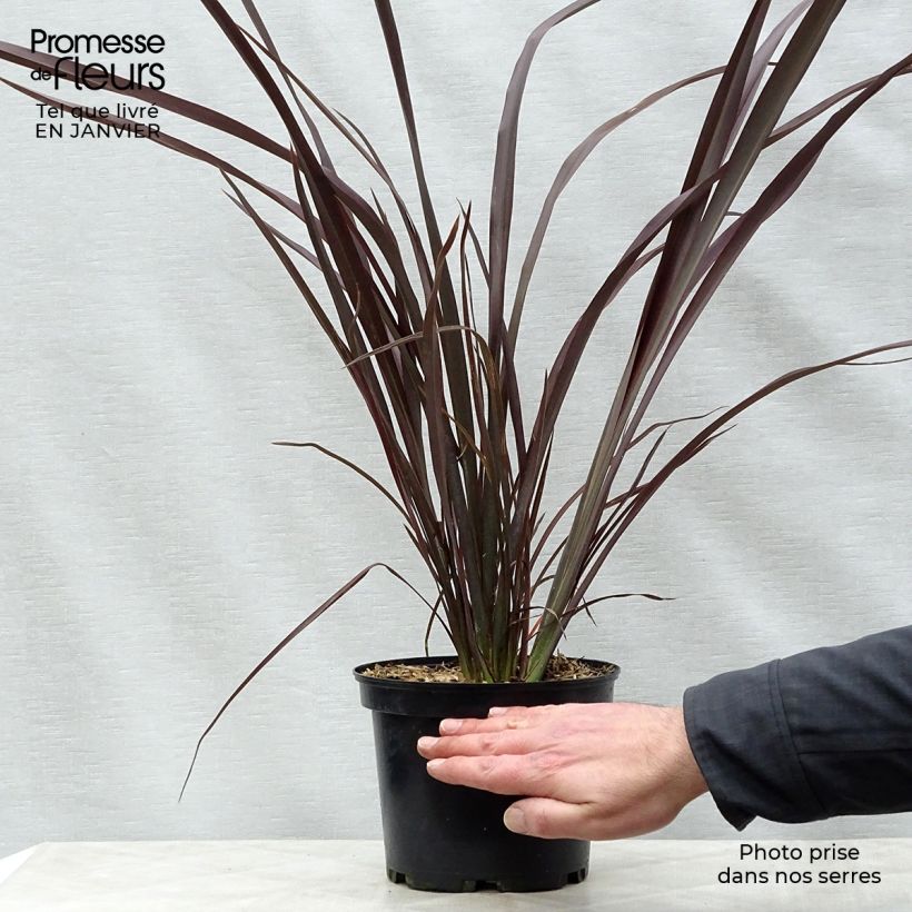Phormium tenax Purpureum - Lino de Nueva Zelanda Maceta 2L/3L Ejemplar entregado en invierno