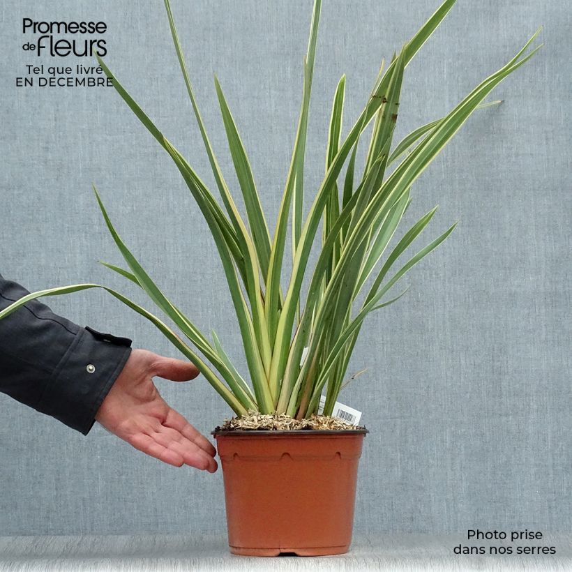 Phormium tenax Variegatum - Lino de Nueva Zelanda Maceta 2L/3L Ejemplar entregado en invierno