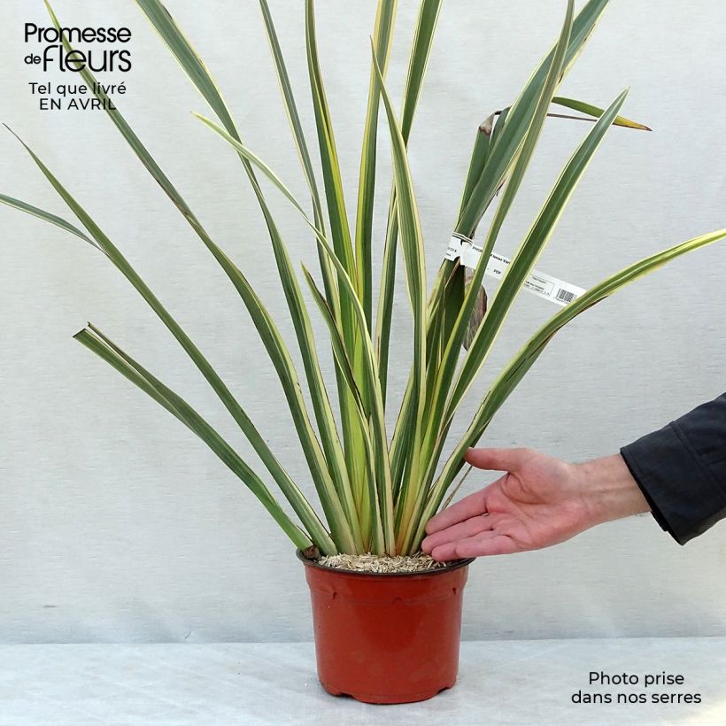 Phormium tenax Variegatum - Lino de Nueva Zelanda Maceta 2L/3L Ejemplar entregado en la primavera