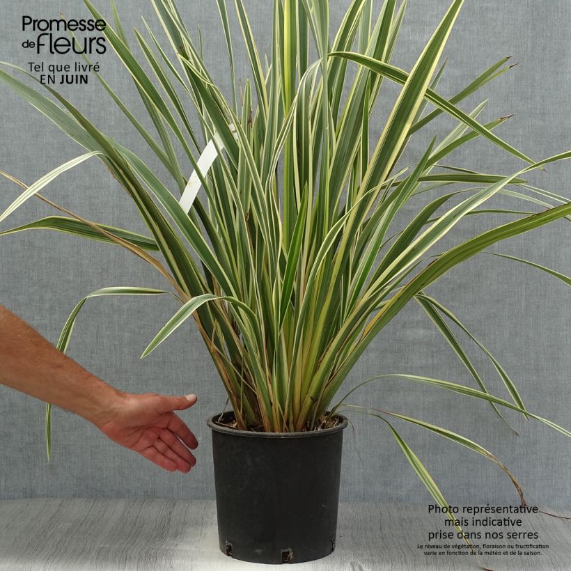 Ejemplar de Phormium tenax Variegatum - Lino de Nueva Zelanda Maceta 7,5L/10L entregado en verano