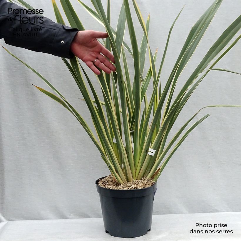 Phormium tenax Variegatum - Lino de Nueva Zelanda Maceta 7,5L/10L Ejemplar entregado en la primavera