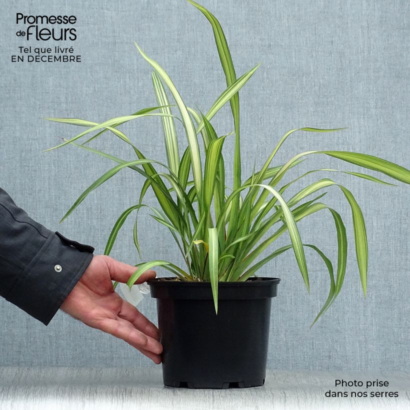 Phormium tenax Yellow Wave - Lino de Nueva Zelanda Maceta 2L/3L Ejemplar entregado en invierno