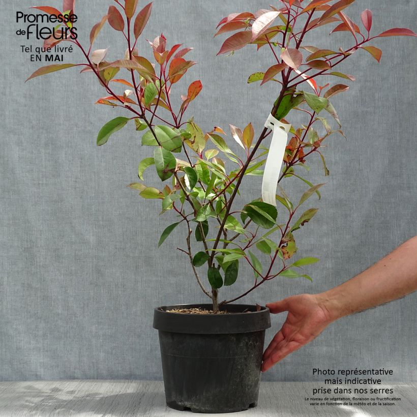 Photinia Little Red Robin en pot de 10L Ejemplar entregado en la primavera