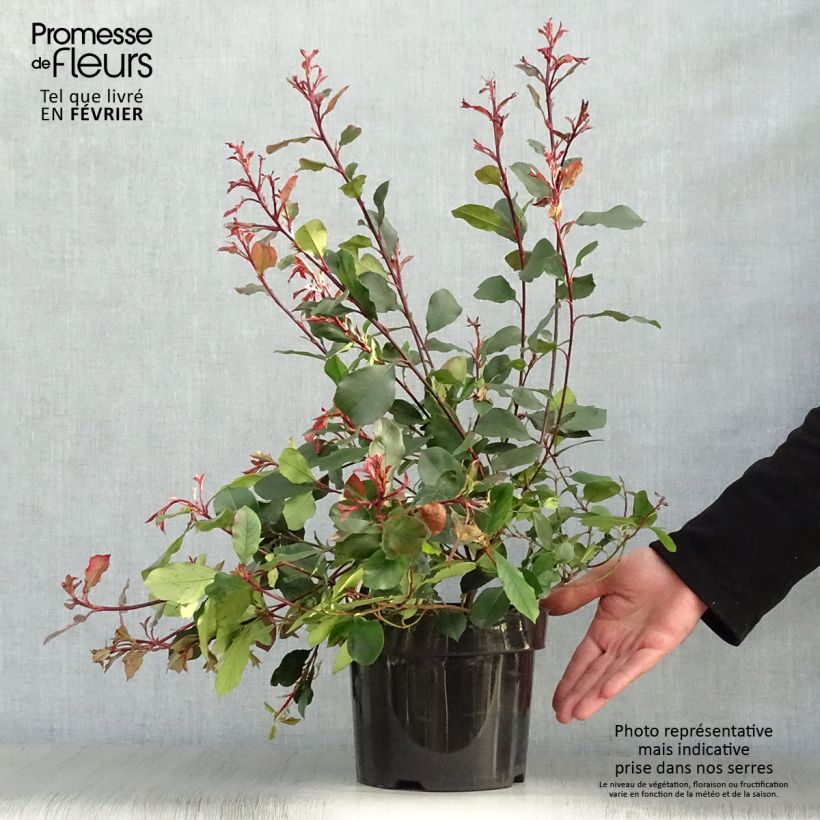 Photinia fraseri Little Red Robin - Fotinia Maceta 2L/3L Ejemplar entregado en invierno