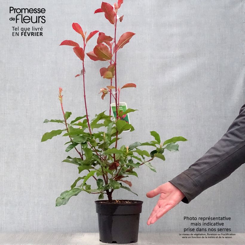 Photinia fraseri Camilvy - Fotinia Maceta 2L/3L Ejemplar entregado en invierno