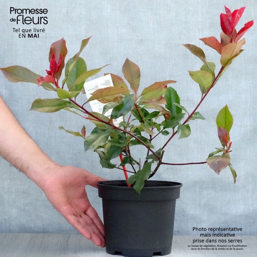 Photinia fraseri Camilvy - Fotinia Maceta 2L/3L Ejemplar entregado en la primavera