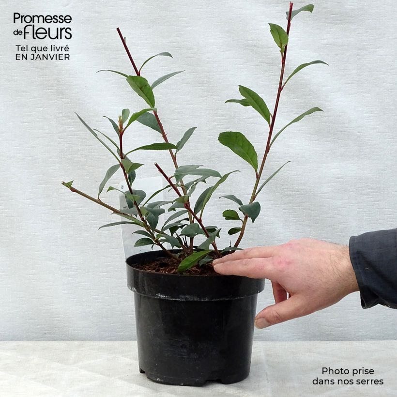 Photinia fraseri Carré Rouge - Fotinia Maceta 2L/3L Ejemplar entregado en invierno