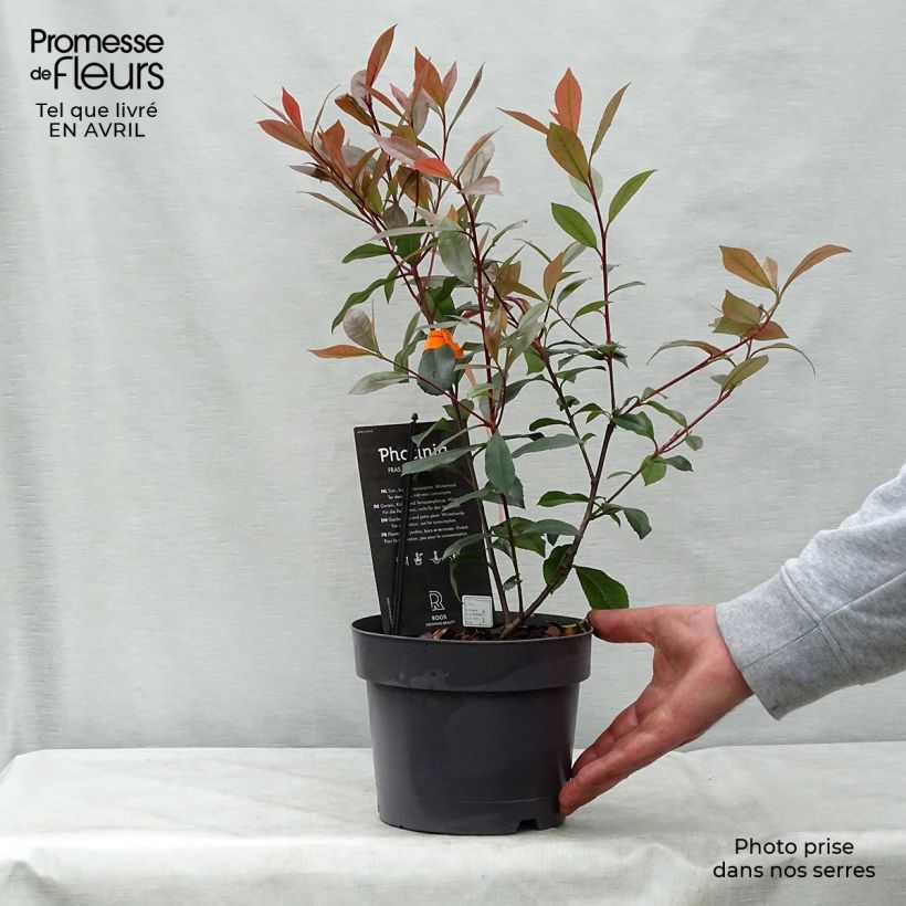 Photinia fraseri Carré Rouge - Fotinia Maceta 2L/3L Ejemplar entregado en la primavera