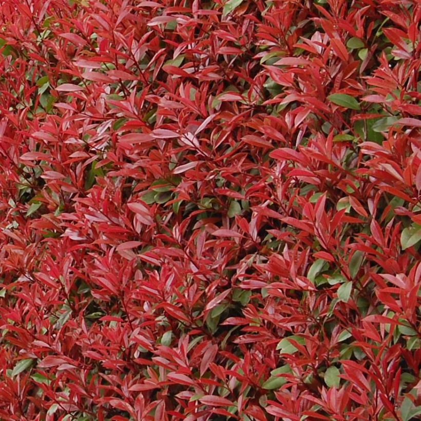 Photinia fraseri Carré Rouge - Fotinia (Follaje)