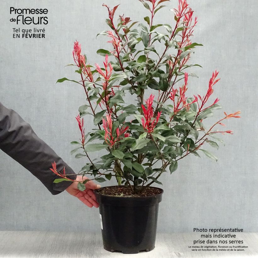 Photinia fraseri Carré Rouge - Fotinia Maceta 7,5L/10L Ejemplar entregado en invierno