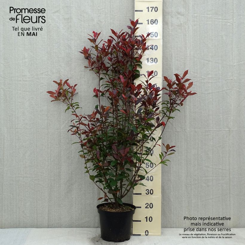 Photinia fraseri Carré Rouge - Fotinia Maceta 7,5L/10L Ejemplar entregado en la primavera