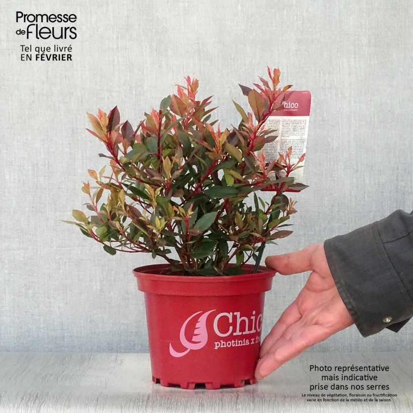 Photinia fraseri Chico - Fotinia Maceta 2L/3L Ejemplar entregado en invierno
