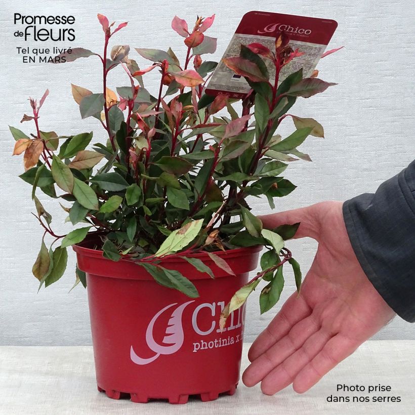 Photinia fraseri Chico - Fotinia Maceta 2L/3L Ejemplar entregado en la primavera
