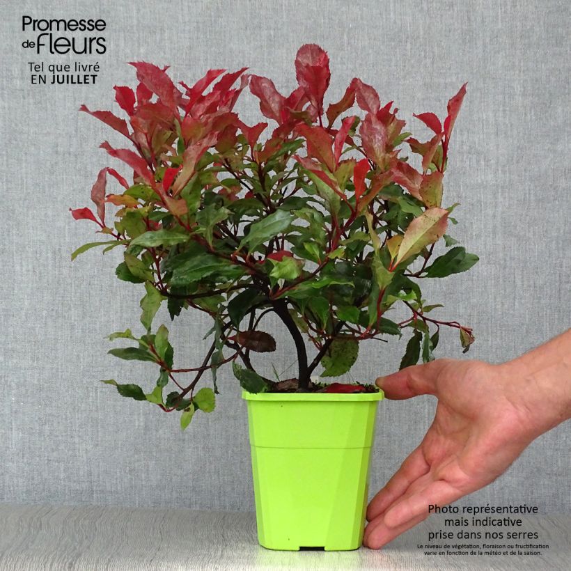 Ejemplar de Photinia fraseri Corallina Pot de 1,5L/2L entregado en verano