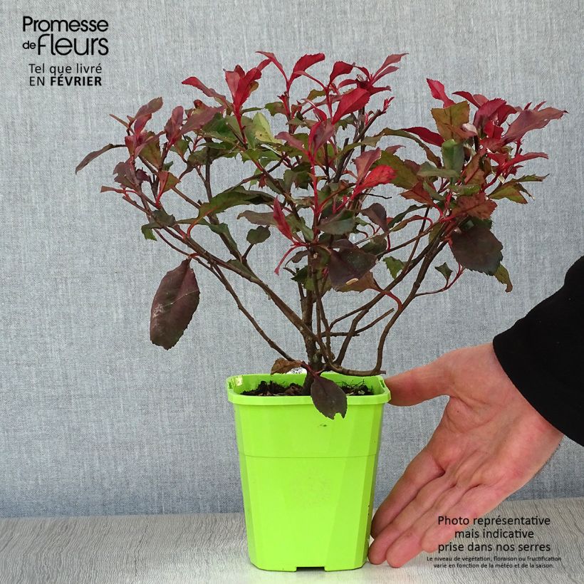 Photinia fraseri Corallina - Fotinia Maceta 1,5L/2L Ejemplar entregado en invierno