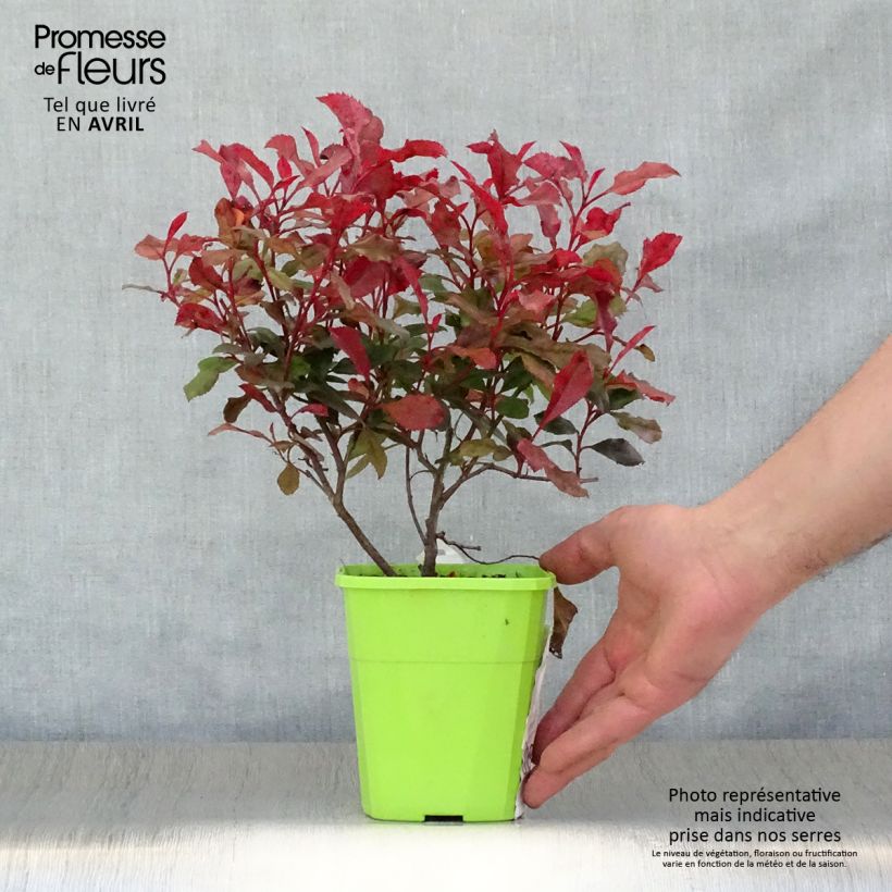 Photinia fraseri Corallina - Fotinia Maceta 1,5L/2L Ejemplar entregado en la primavera