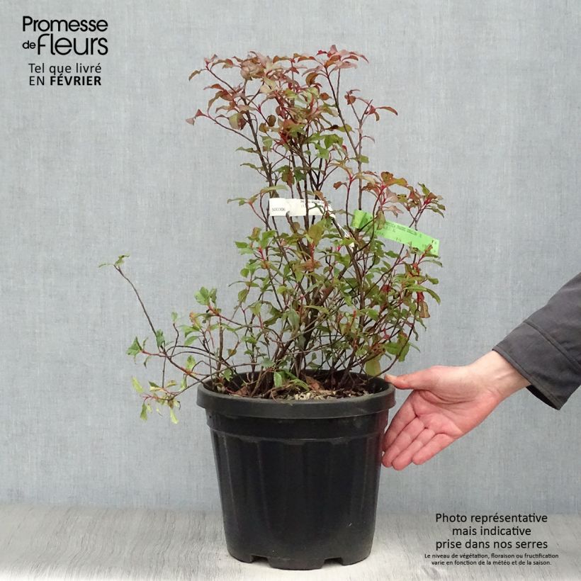 Photinia fraseri Corallina - Fotinia Maceta 7,5L/10L Ejemplar entregado en invierno