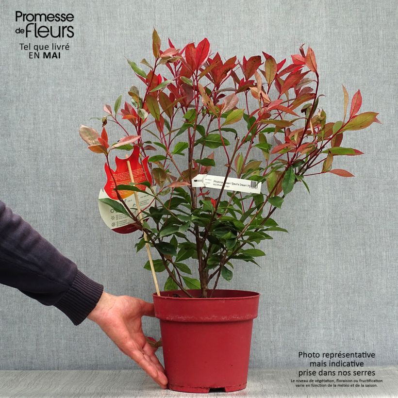 Photinia fraseri Devil's Dream - Fotinia Maceta 2L/3L Ejemplar entregado en la primavera