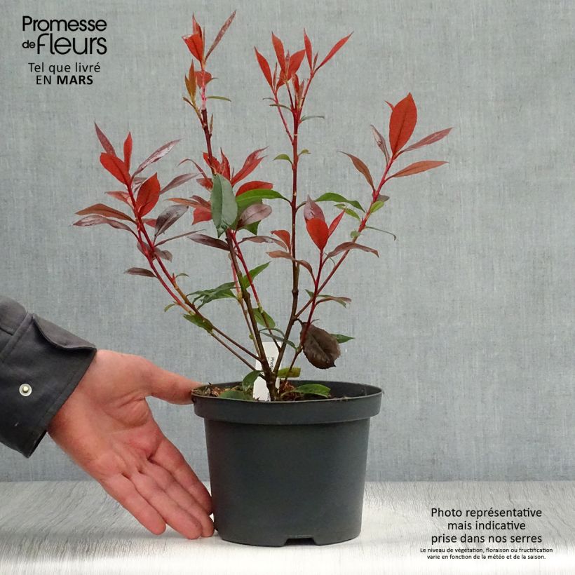 Photinia fraseri Dicker Toni - Fotinia Maceta 2L/3L Ejemplar entregado en la primavera