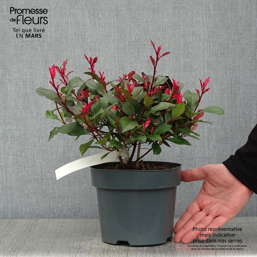 Photinia fraseri Little Fenna - Fotinia Maceta 2L/3L Ejemplar entregado en invierno