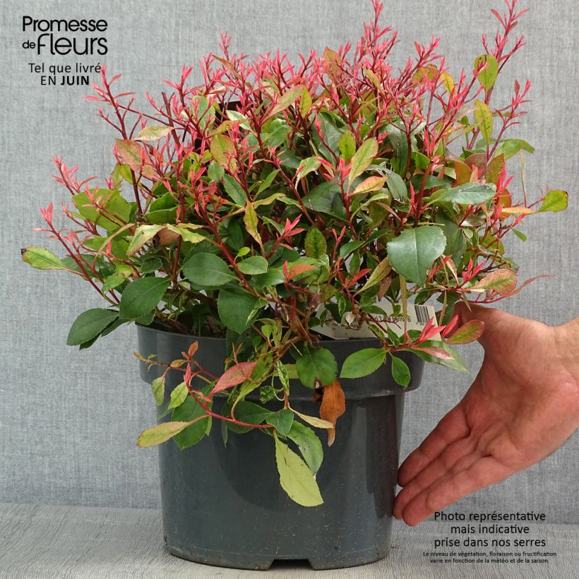 Photinia fraseri Little Fenna - Fotinia Maceta 2L/3L Ejemplar entregado en la primavera