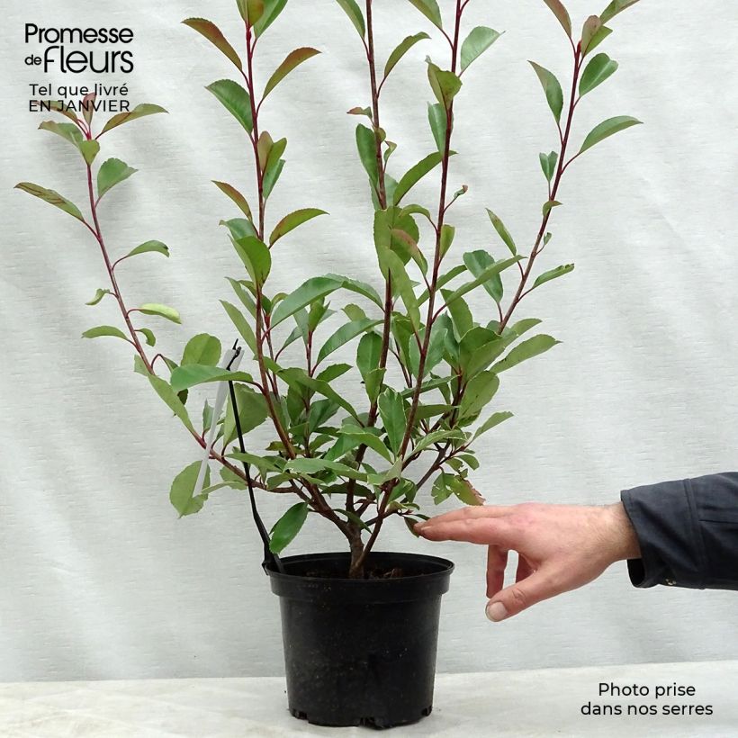 Photinia fraseri Louise - Fotinia Maceta 2L/3L Ejemplar entregado en invierno