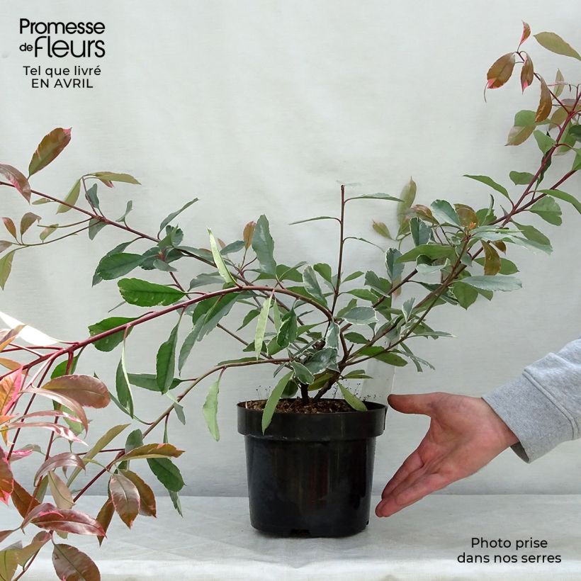 Photinia fraseri Louise - Fotinia Maceta 2L/3L Ejemplar entregado en la primavera