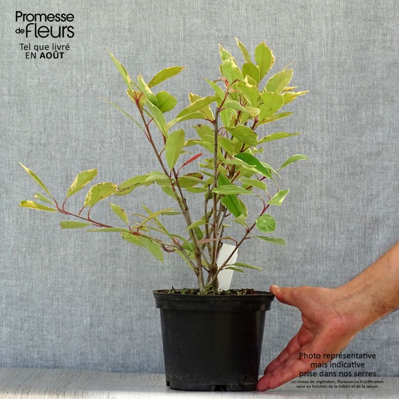 Ejemplar de Photinia fraseri Louise - Fotinia Maceta 2L/3L entregado en verano